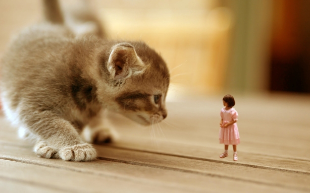 Katze trifft auf einen kleinen Menschen. Angst? Neugier? Was geht da vor sich? 